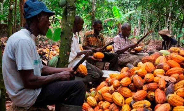 Cocoa Farmers Association calls for dialogue with Finance Minister