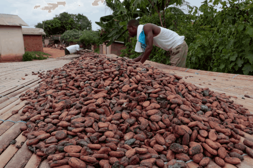 Ghana’s cocoa buyers owe banks up to $750m, raising fresh liquidity risks