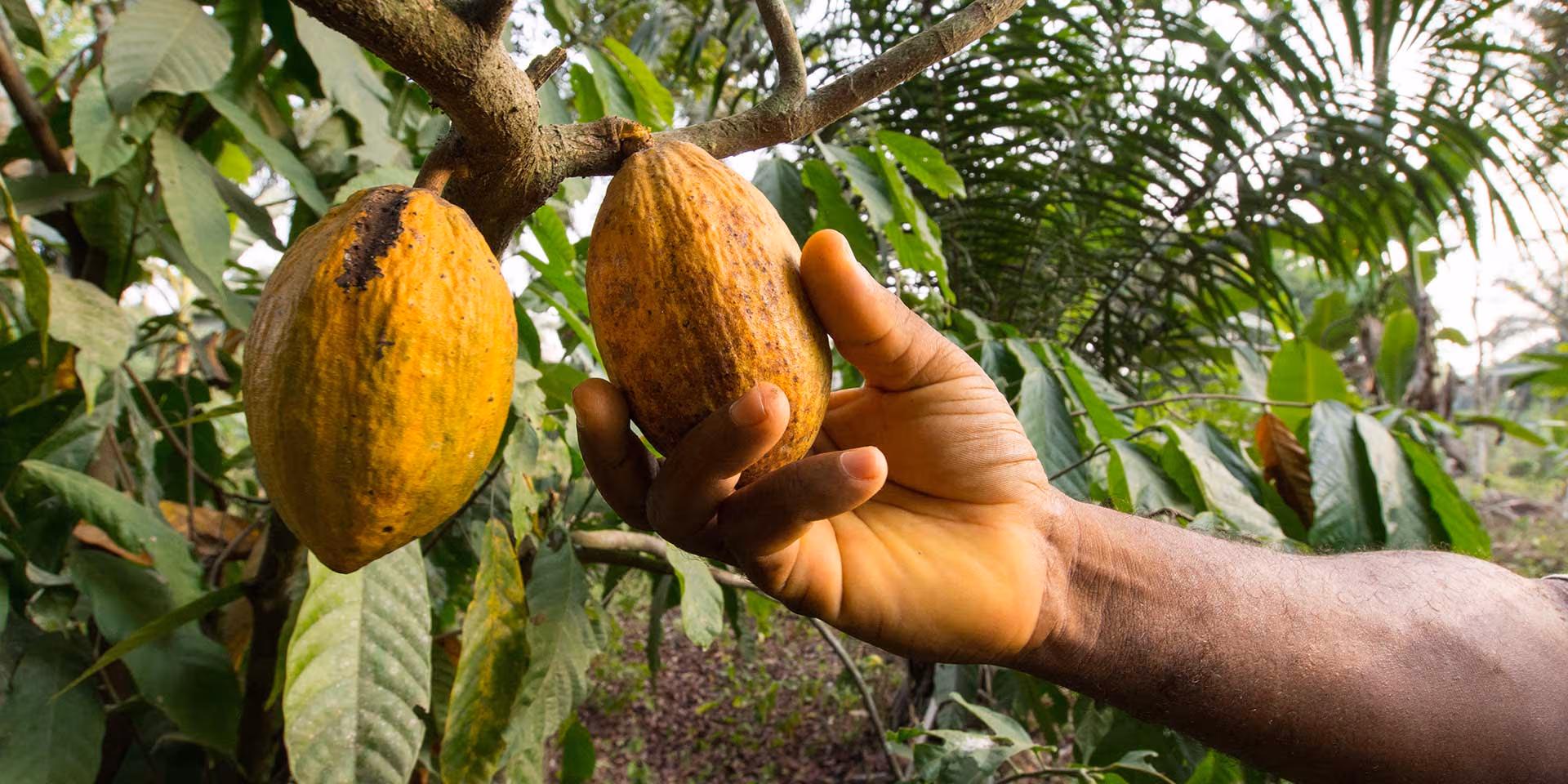 TALKING DRUM: Ghana’s Cocoa Crisis – A cocktail of politics, greed &amp; self-sabotage! (Part I)