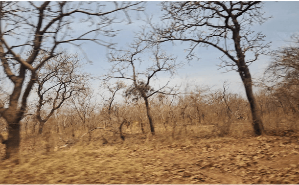 Private-Sector Ranching: A solution for farmer-herder conflicts in Savannah