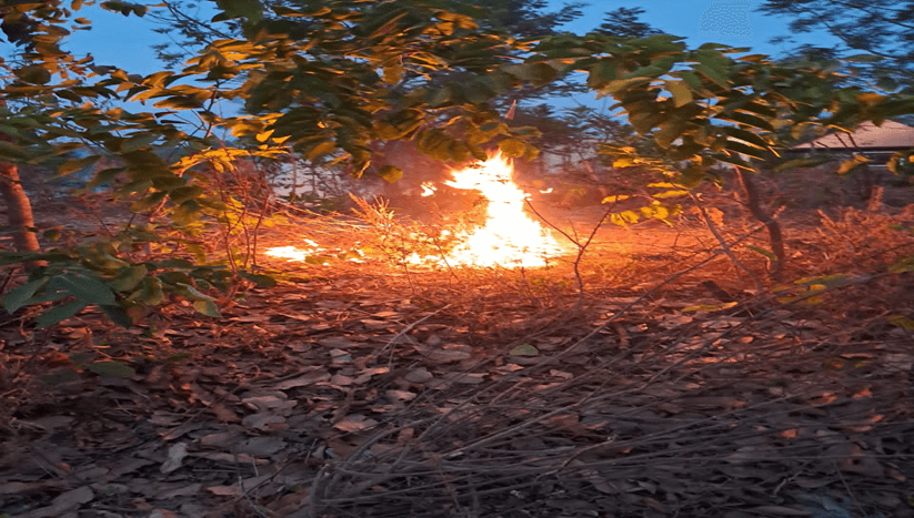 Bush burning and biodiversity: Bonyanto’s 10-year model of zero-fire record